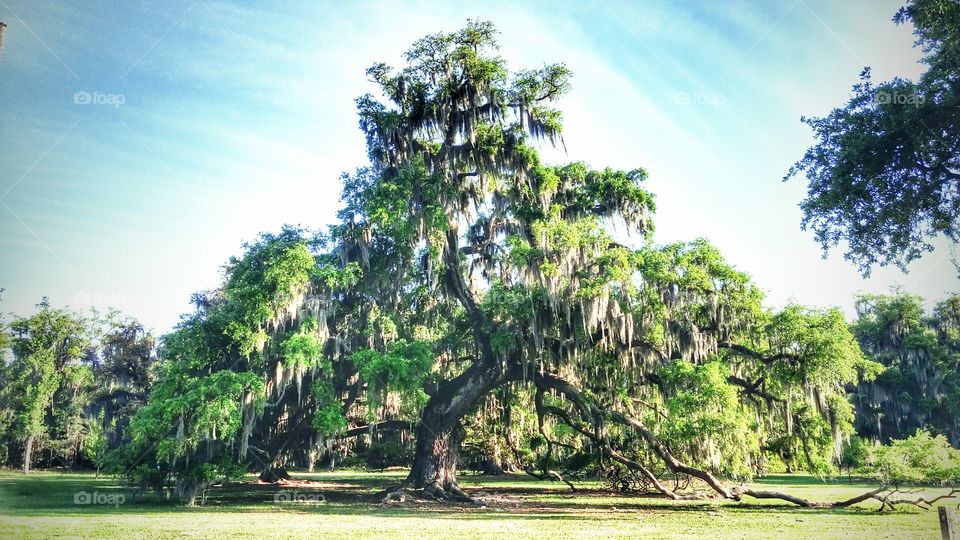 Live Oak Tree