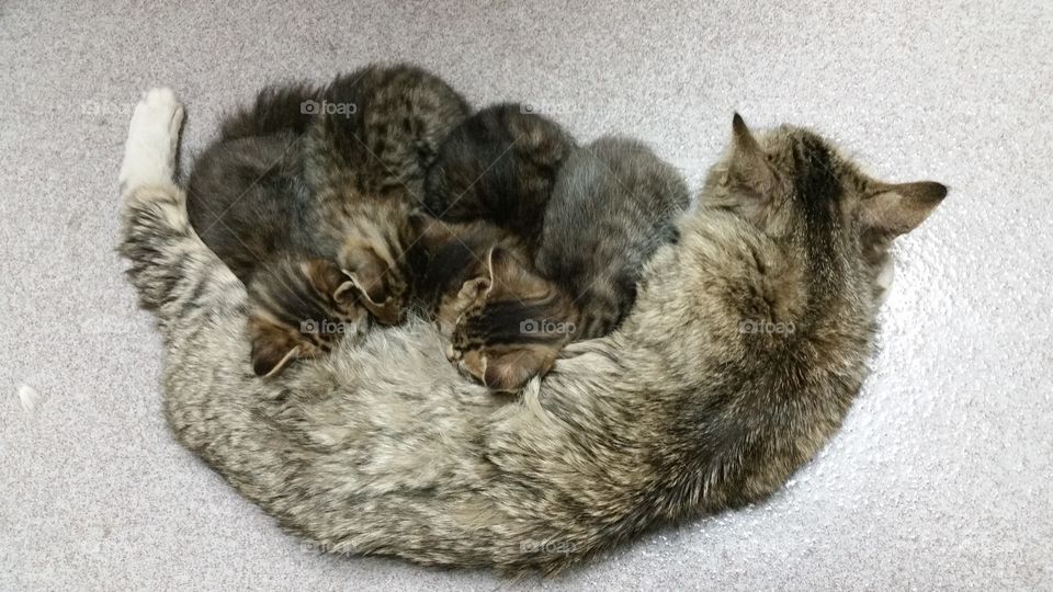 Mammal, Cat, Pet, Cute, Kitten