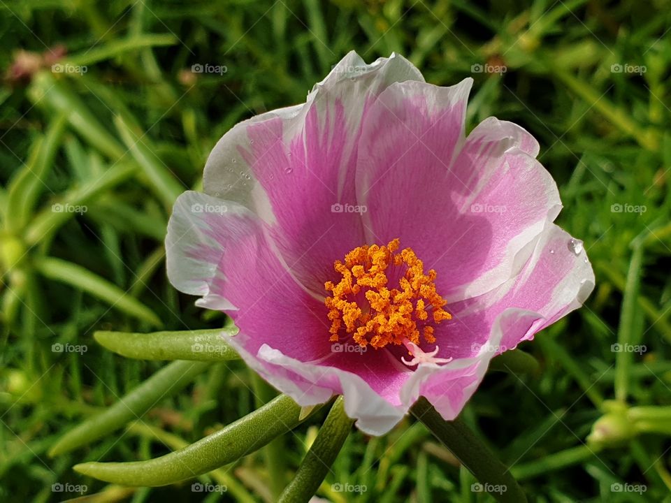 the beautiful flowers