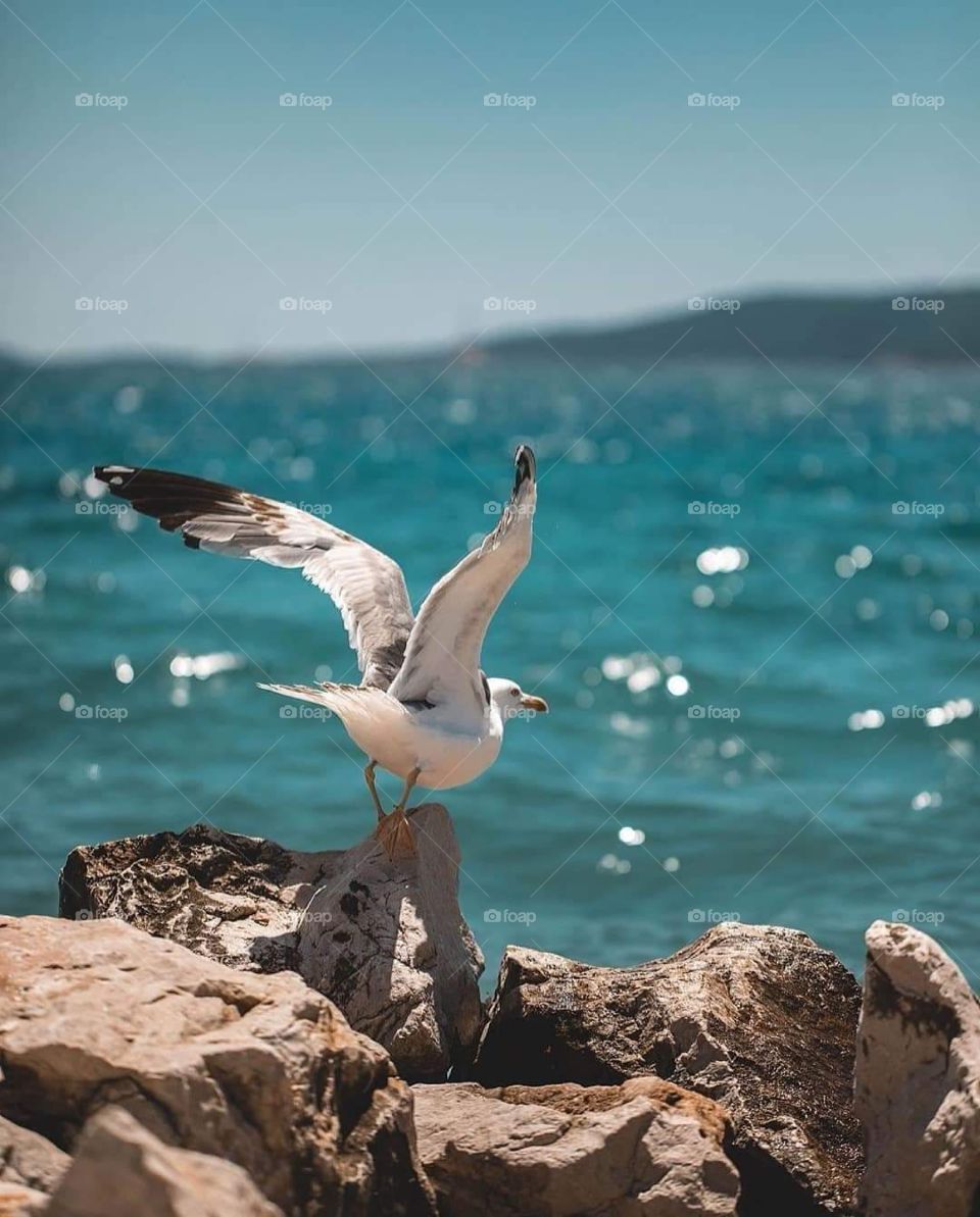 Trogir City from Croatia Seagull