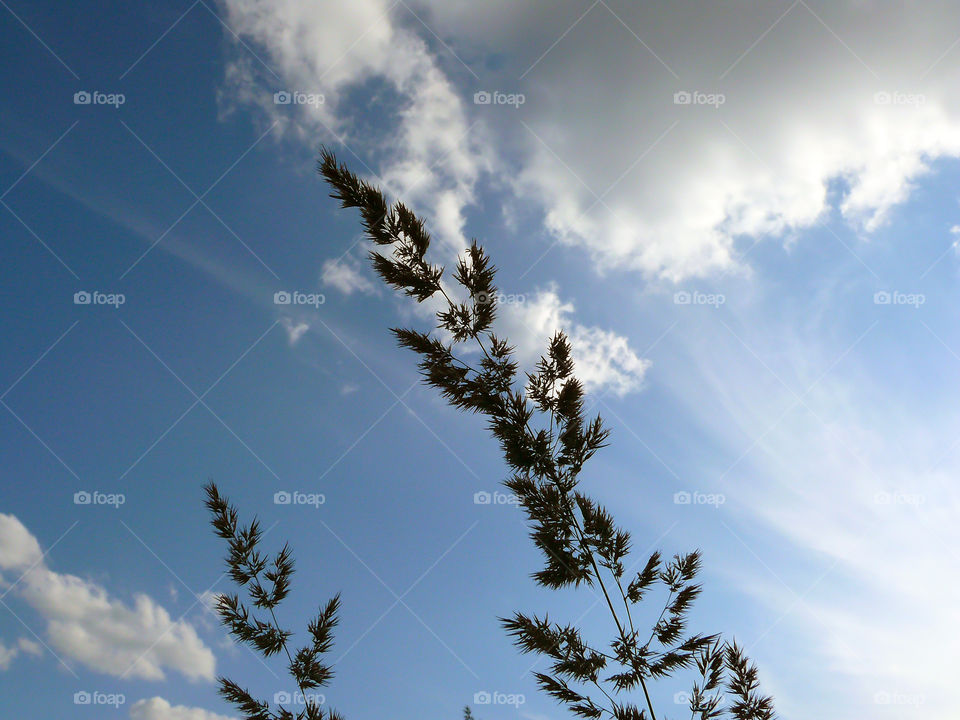 Low angle view of plants growing against cloudy sky.