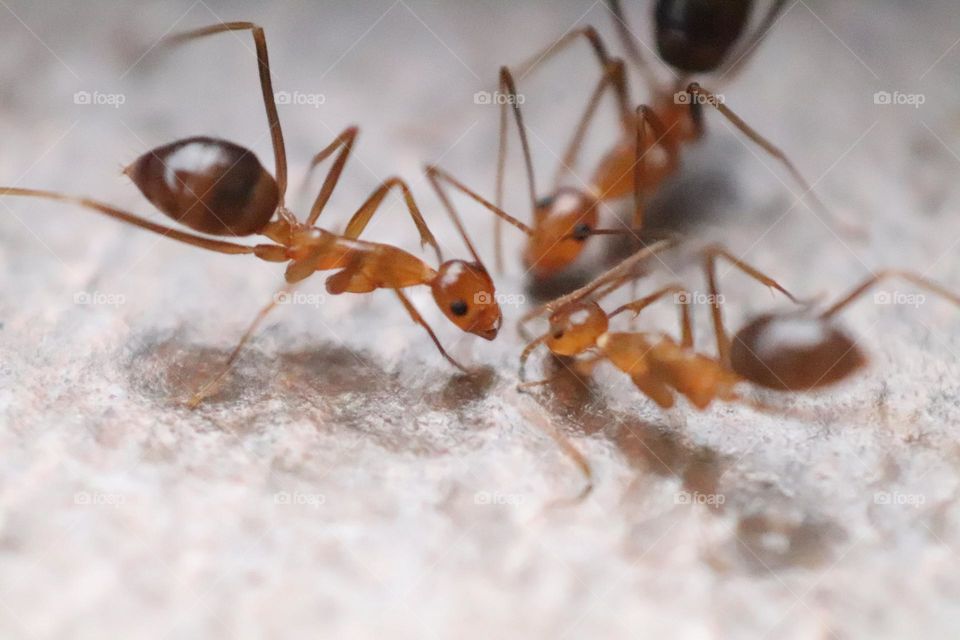 ants communicate with each other