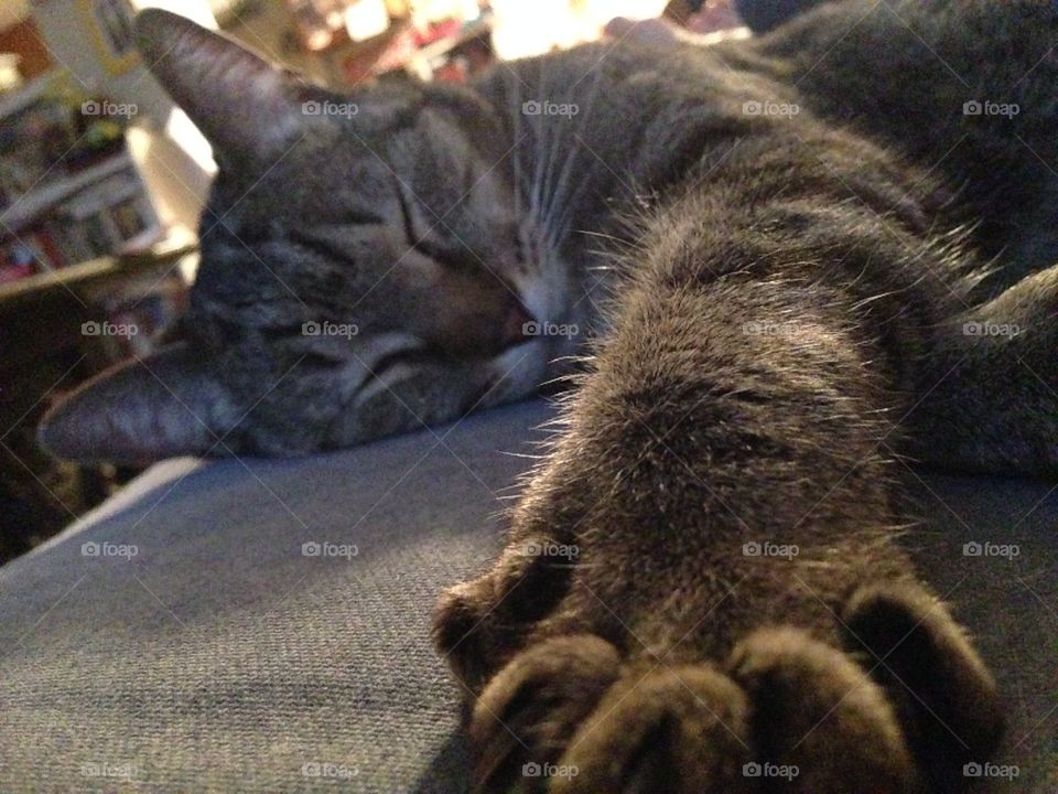 Sleeping Beauty. Nola taking a cat nap