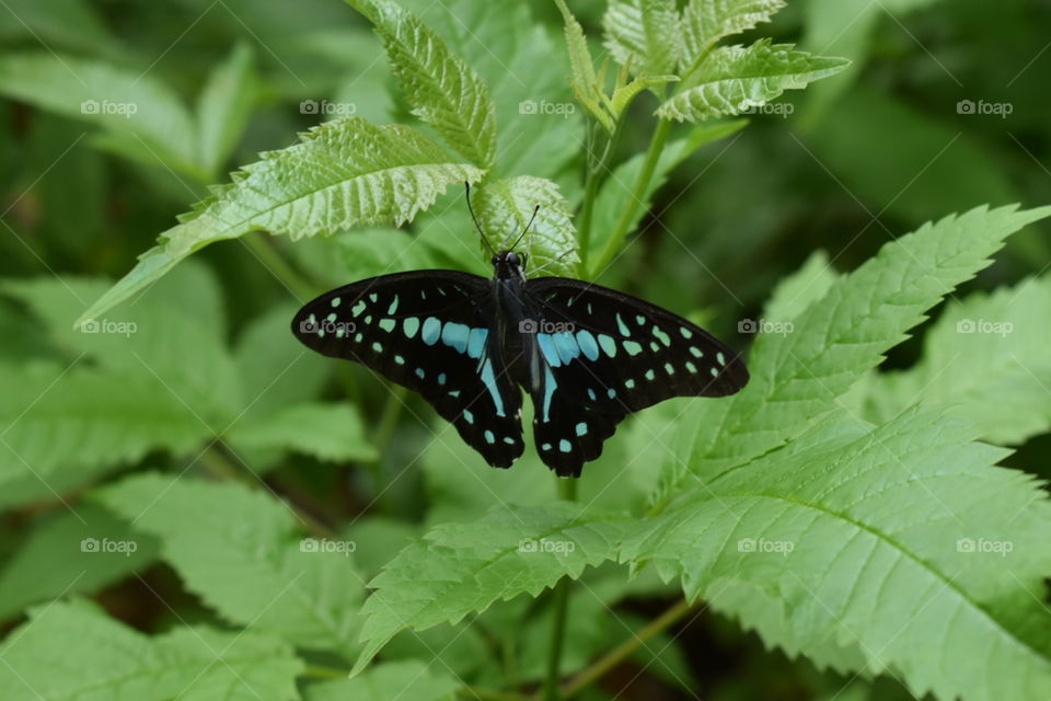 Black butterfly photo from Rock Garden Nerul India Photo taken on June 22, 2018