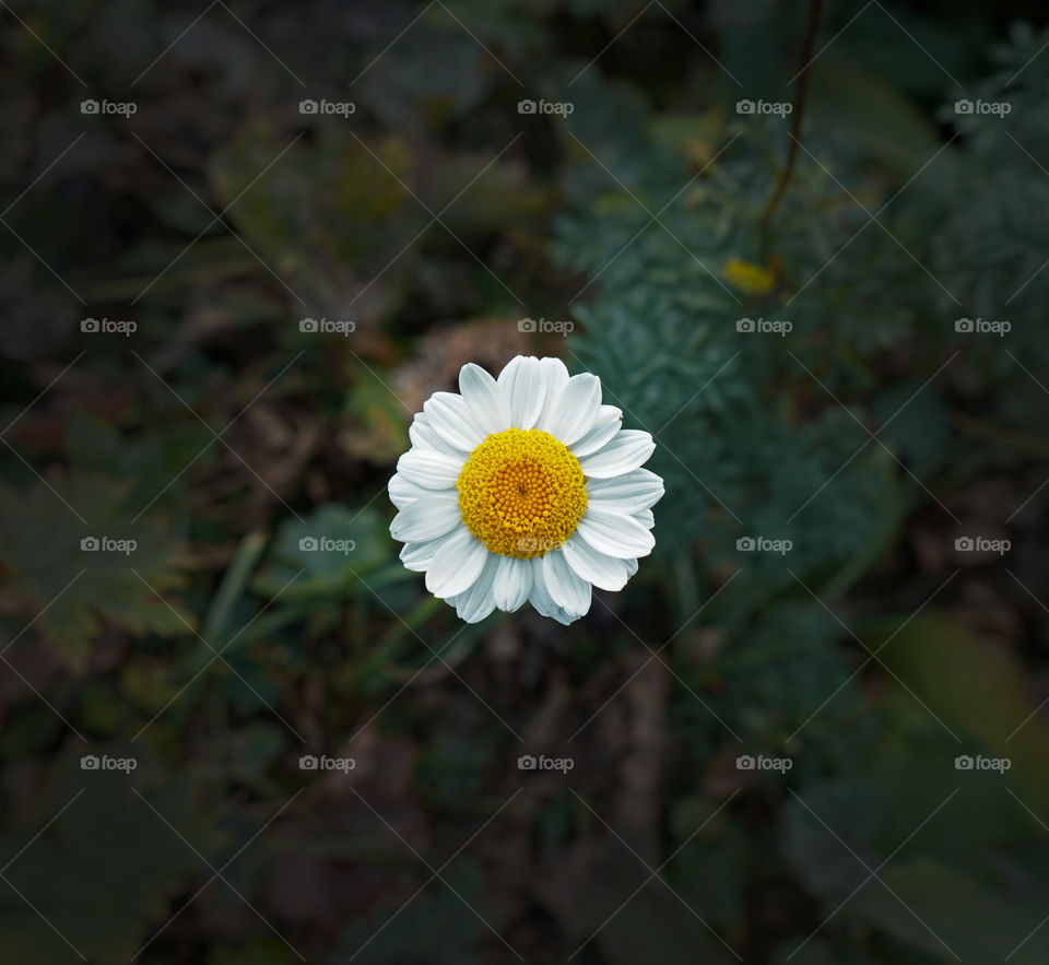 daisy in the dark world