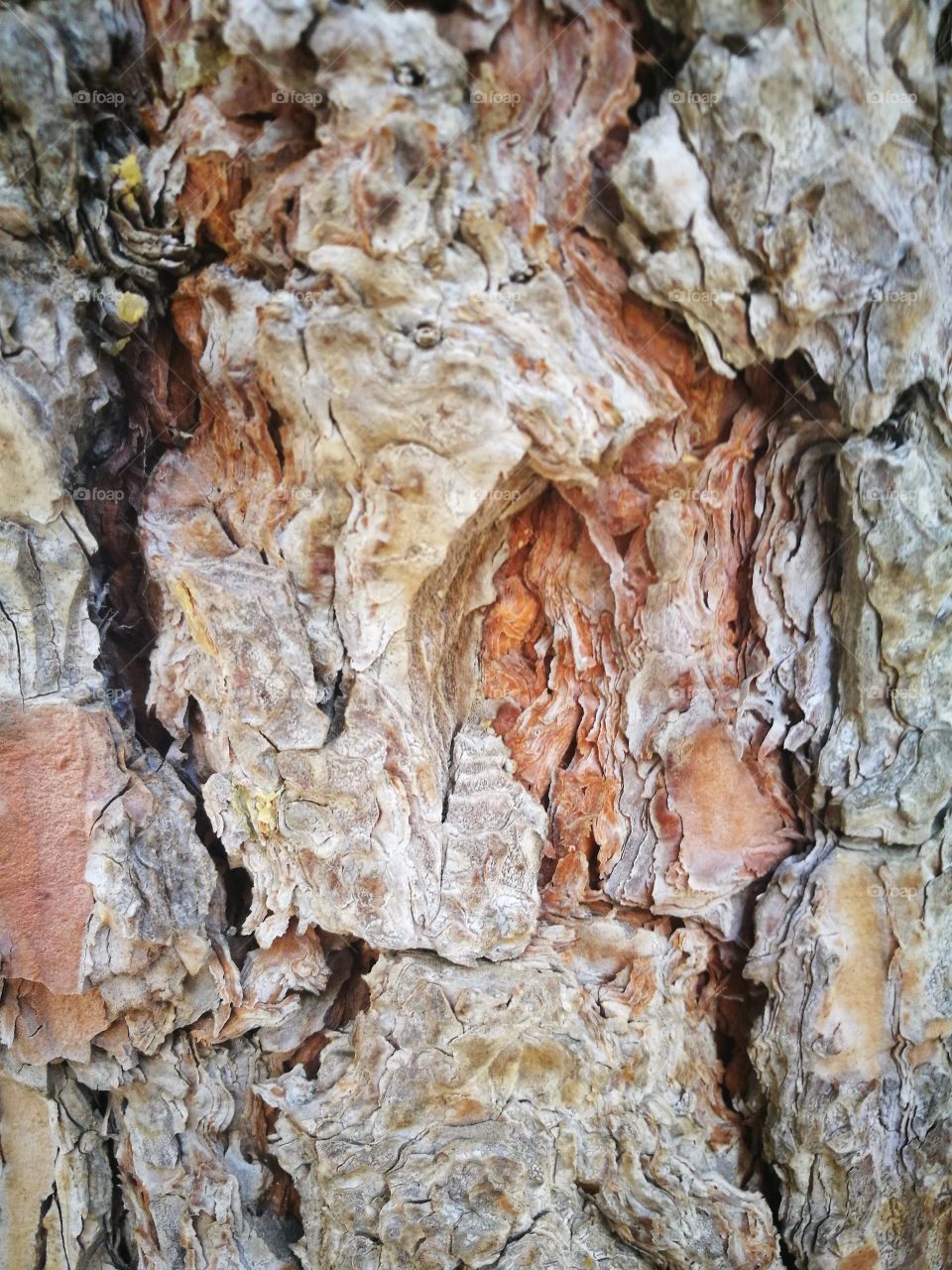 bark