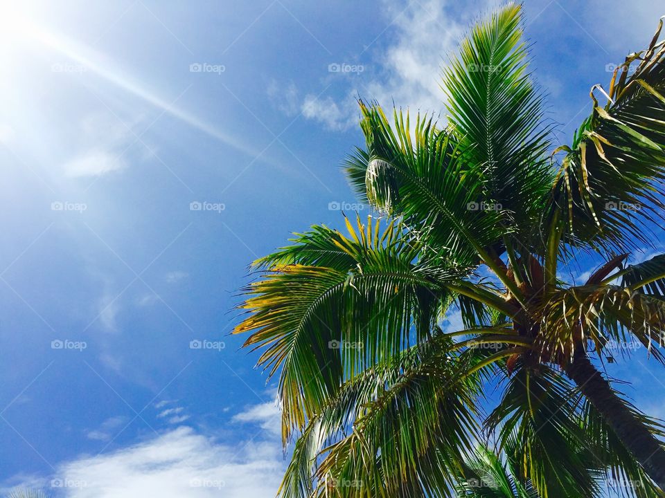 Bahama Palm Trees