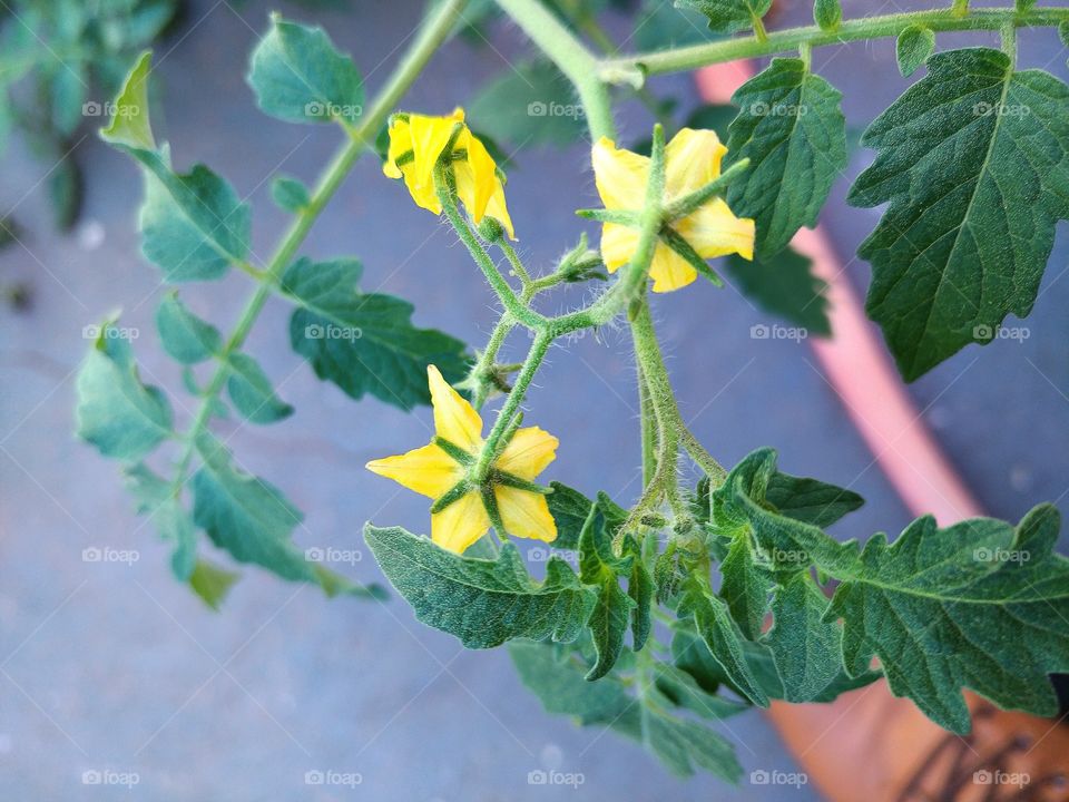 Tomato Flower