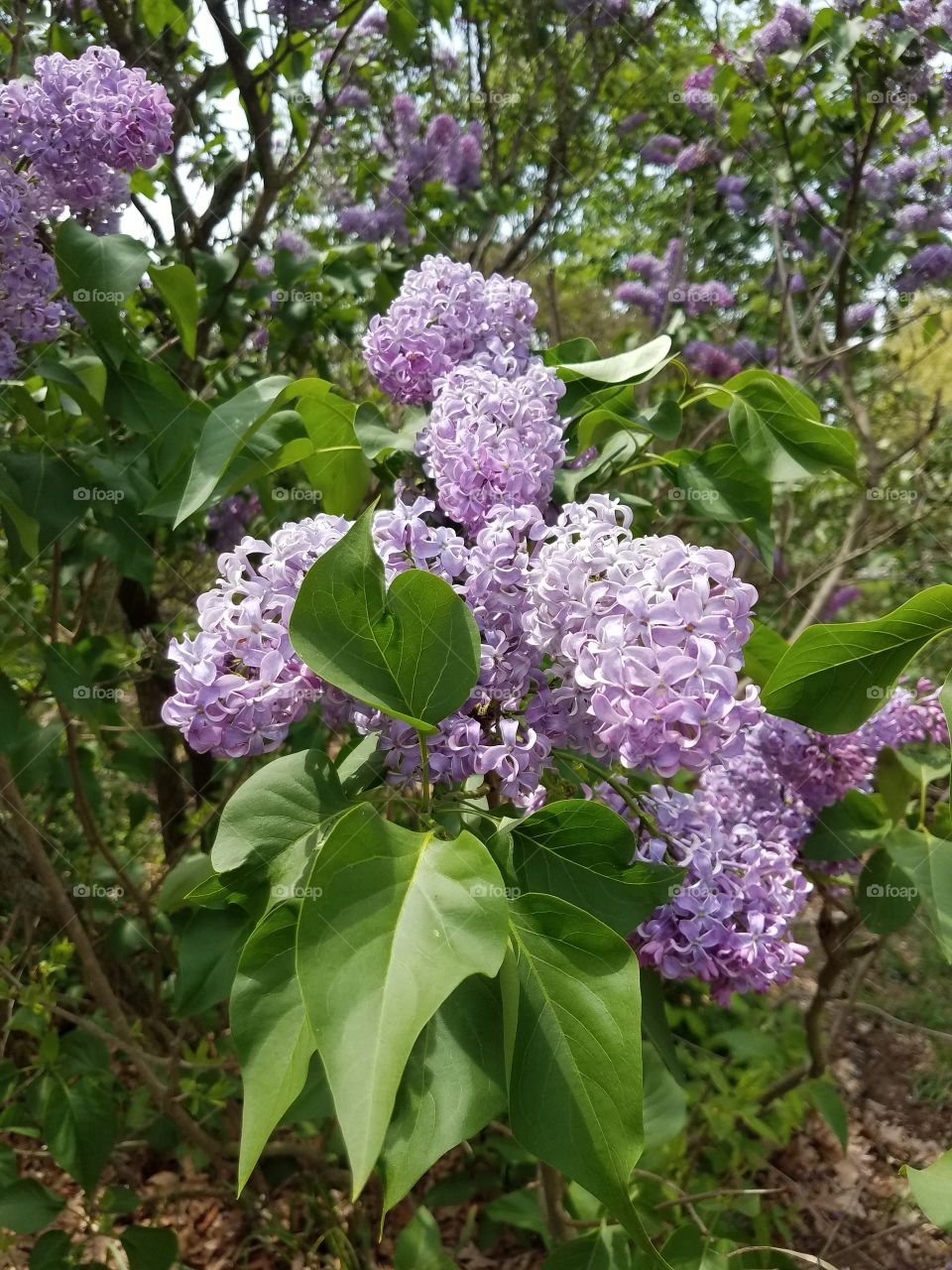 lilac flowers