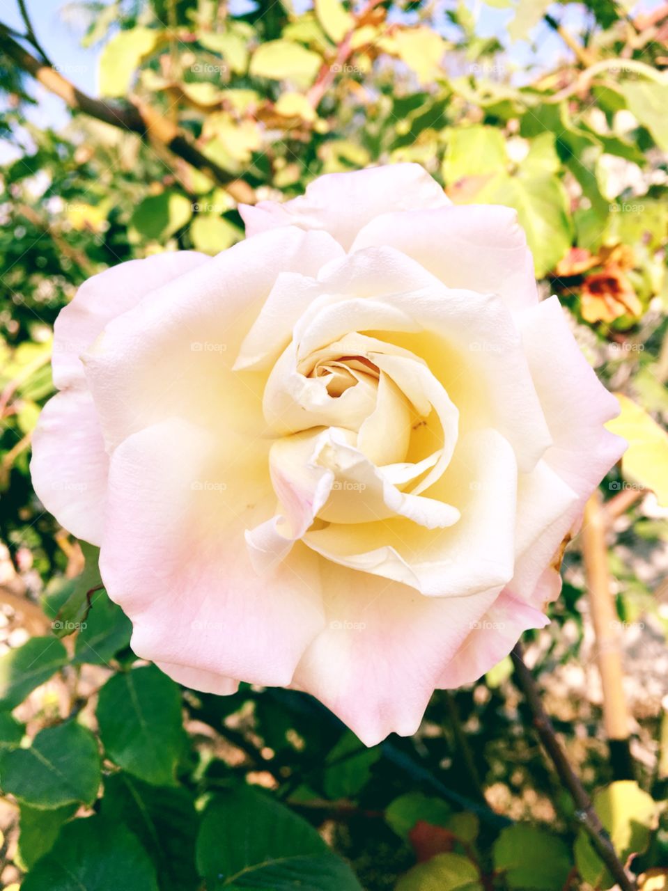 🌺 Fim de #cooper!
Suado, cansado e feliz, alongando e curtindo a beleza das #rosas do jardim.
Que tal essa #flor? O clique dessa #roseira foi de ontem.
🏁
#treino #flor #flowers #pétalas #pétala #jardim #jardinagem #garden #flora #run #esporte
