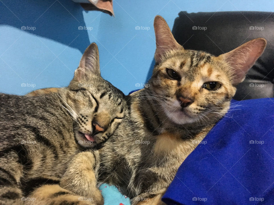Happy cats