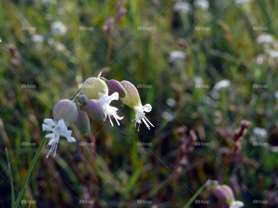 Close-up of flowers growing in field in Berlin, Germany.