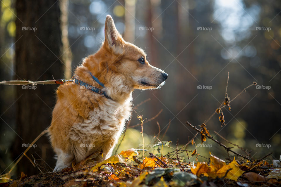 Welsh corgi pembroke in autumn park. 