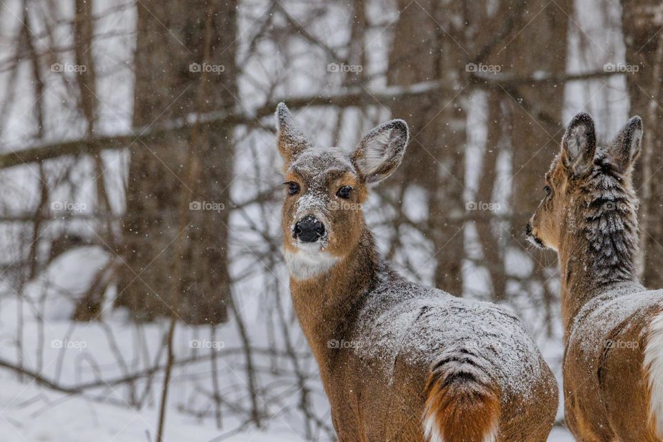Beautiful deer