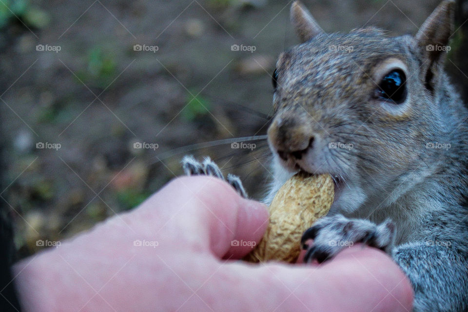 Tame squirrels at St James' Park London