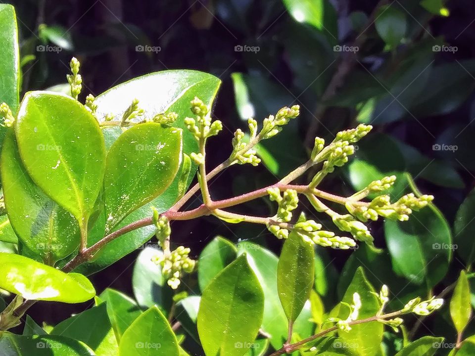 flower buds on a shrub