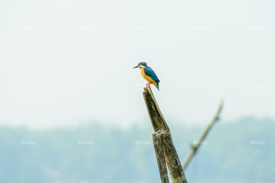 Cormorant water bird or aquatic bird with small heads on long kinked necks in Mangalajodi, Odisha, India. It is a species of fish eaters, waiting to catch a fish. Its an excellent divers.
