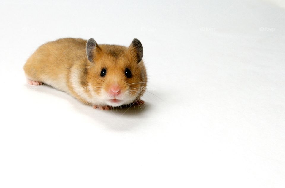 Pet hamster