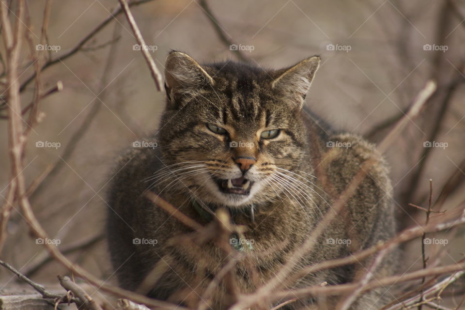 My outdoor cat, Nenya. His Meow is full of attitude.