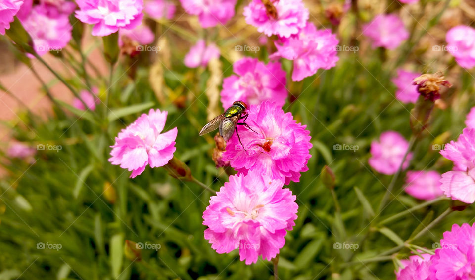 Fly on pink dianthus