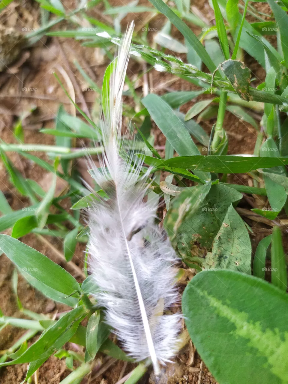 cock hair