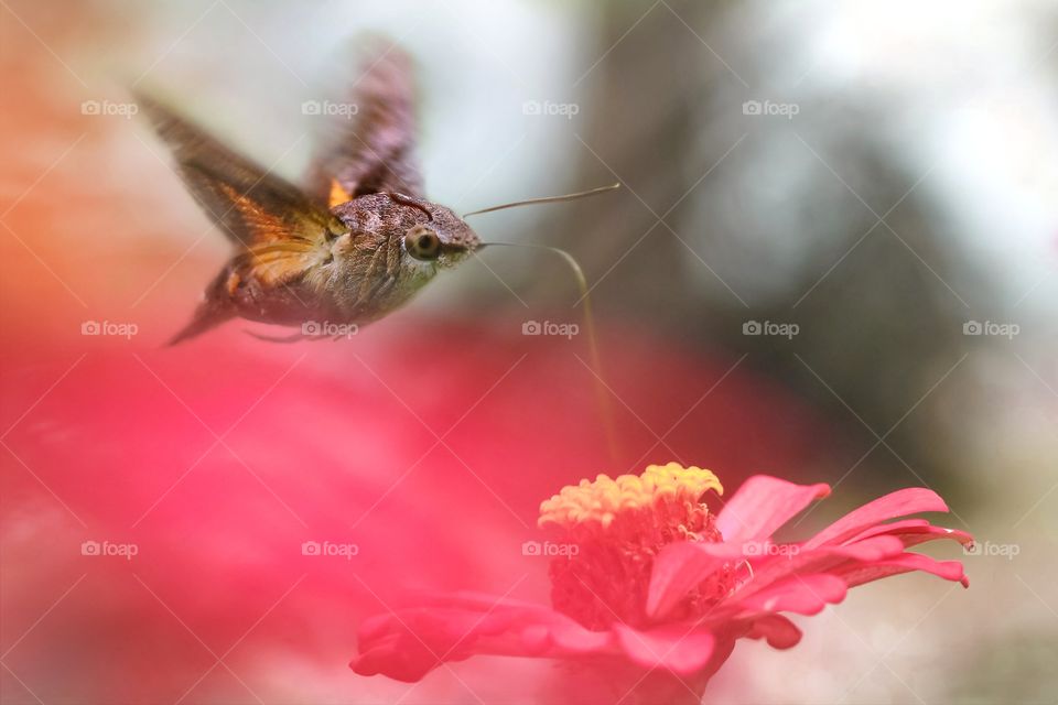 hummingbird hawk moth in red blossom