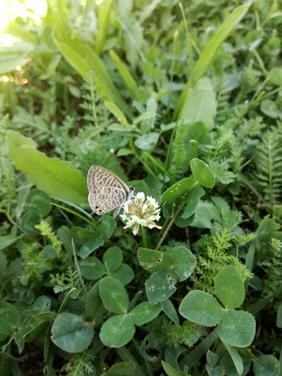 Leptotes pirithous