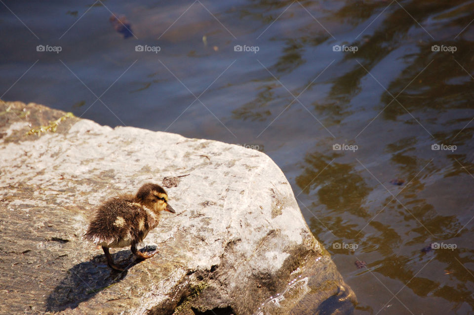 Duckling