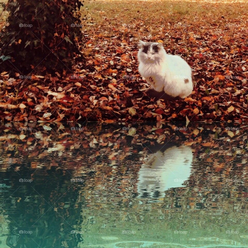A cat staring at his fake reflection.