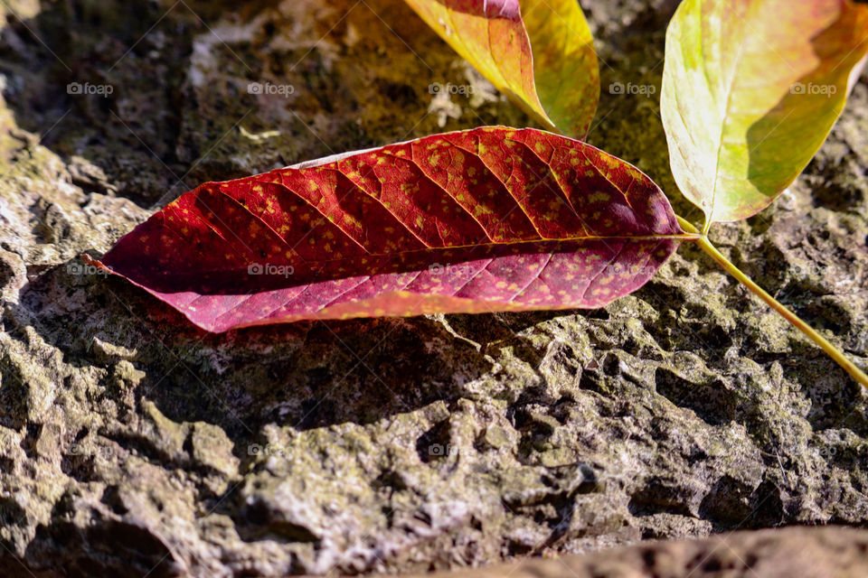 red fall leaf