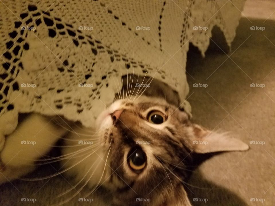 Playful Kitty Under Lace Bed Skirt