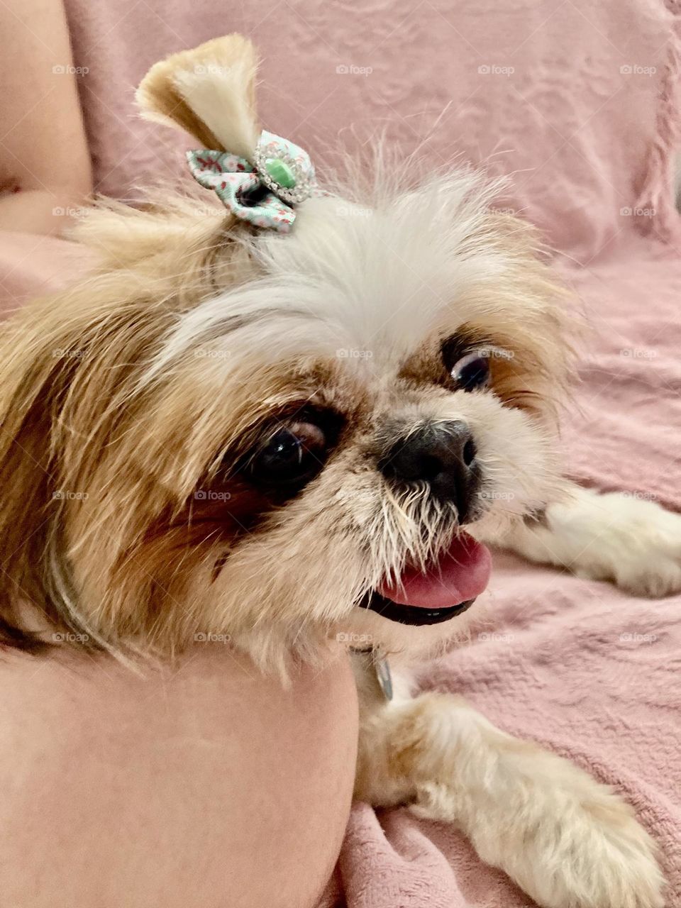 🇺🇸 Our little dog Pepita and her new hairstyle.  Did you like the look? / 🇧🇷 Nossa cachorrinha Pepita e seu novo penteado. Gostaram do visual?