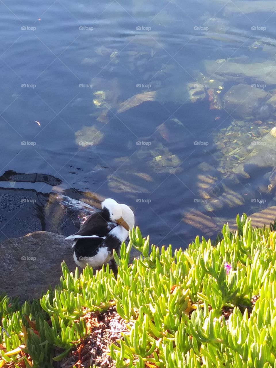 grooming duck by water