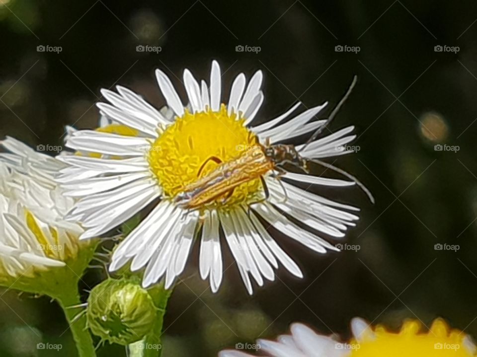 schöne Blüte mit Besucher