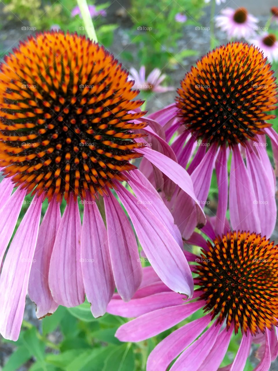 Coneflowers close up