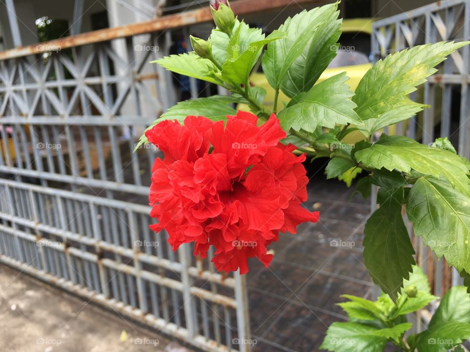 Red flower