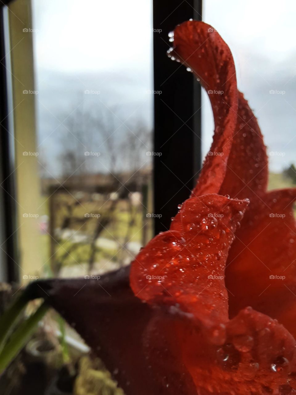 close-up of red amaryllis  flower with water drops on windowsill