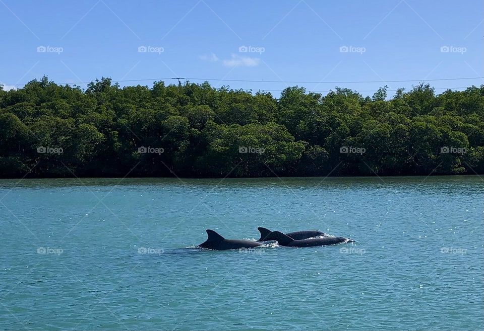 Dolphin Trio