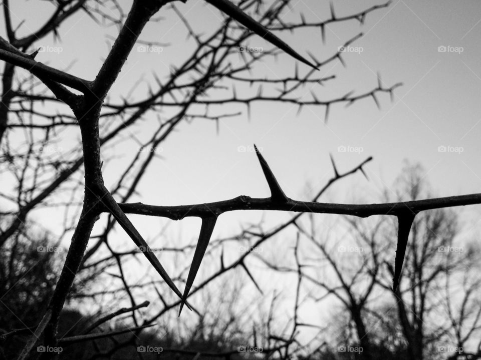 Thorny Forest in Black and White