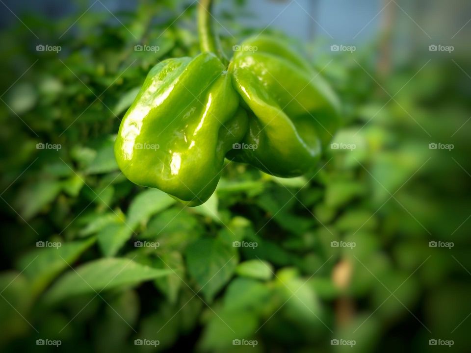 chilli, fruits, green lover, garden