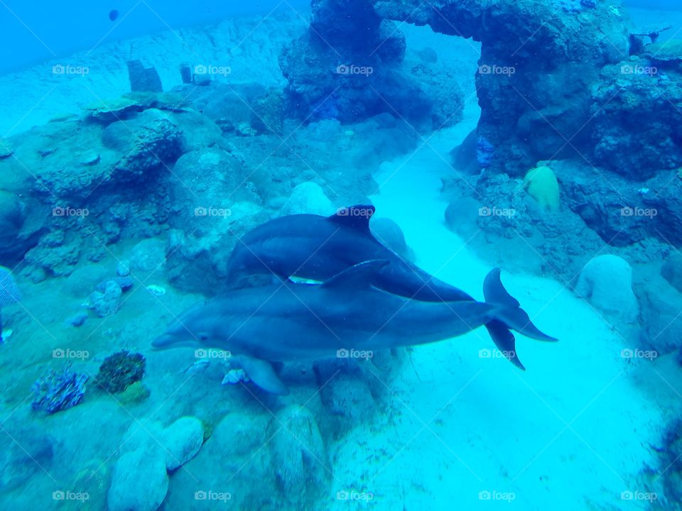 Underwater, Fish, No Person, Ocean, Sea