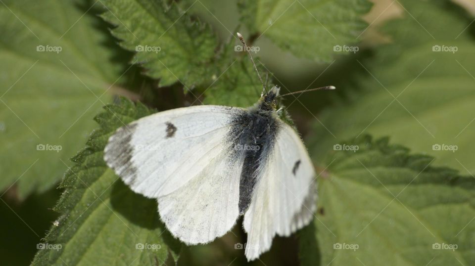 Butterfly in France