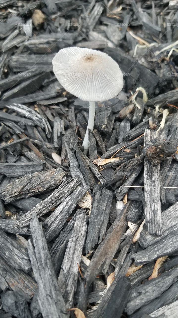 mushroom  in my yard