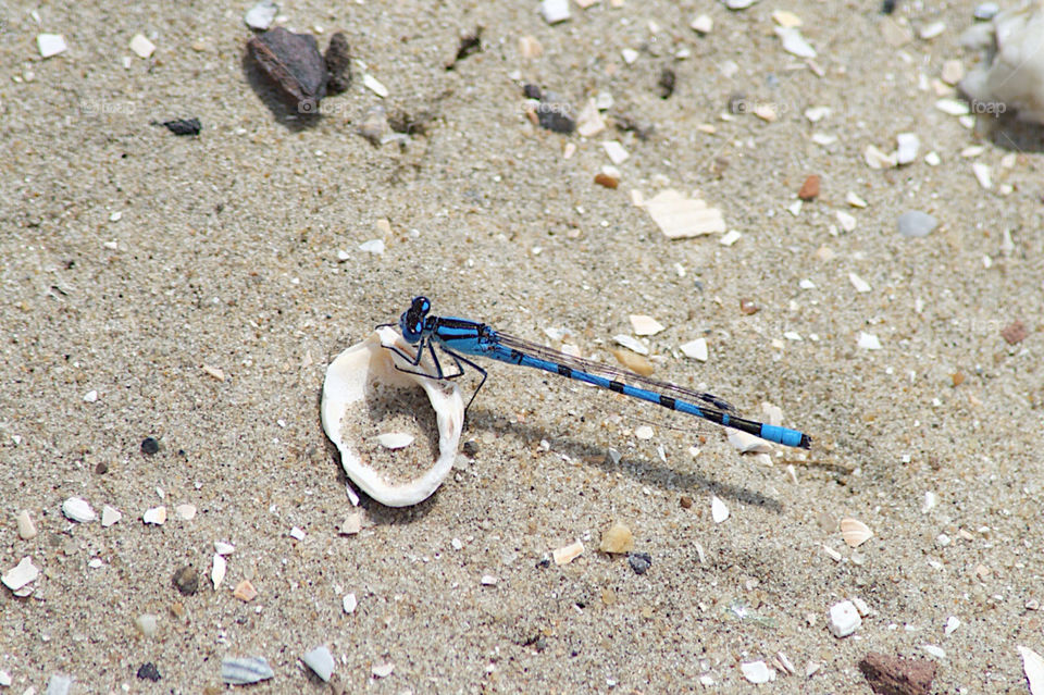 Dragonfly resting on a shell