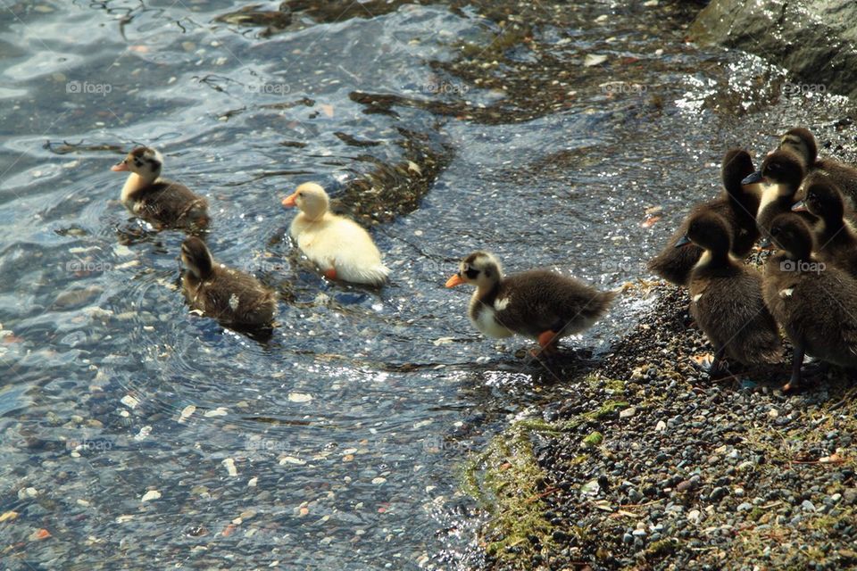 Ducklings
