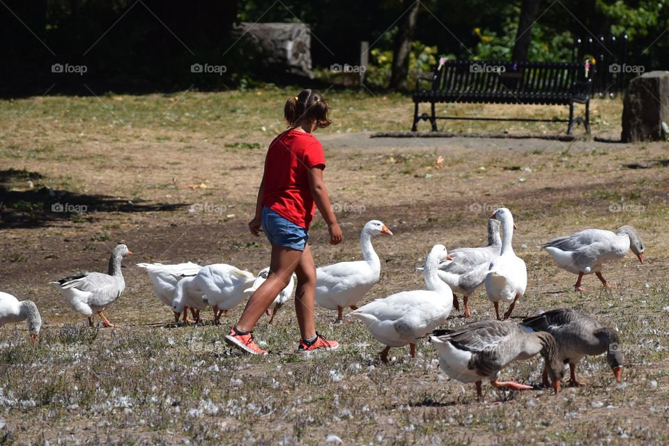 Girl and Geese