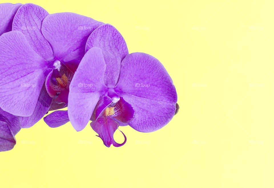 Purple iris against yellow background 