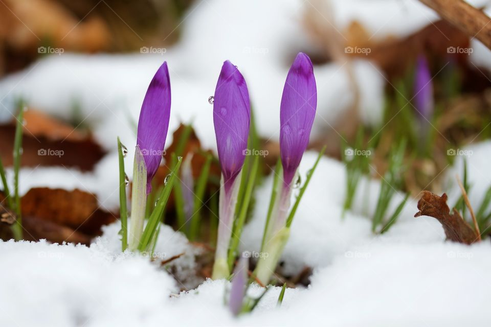 Crocus in the snow 