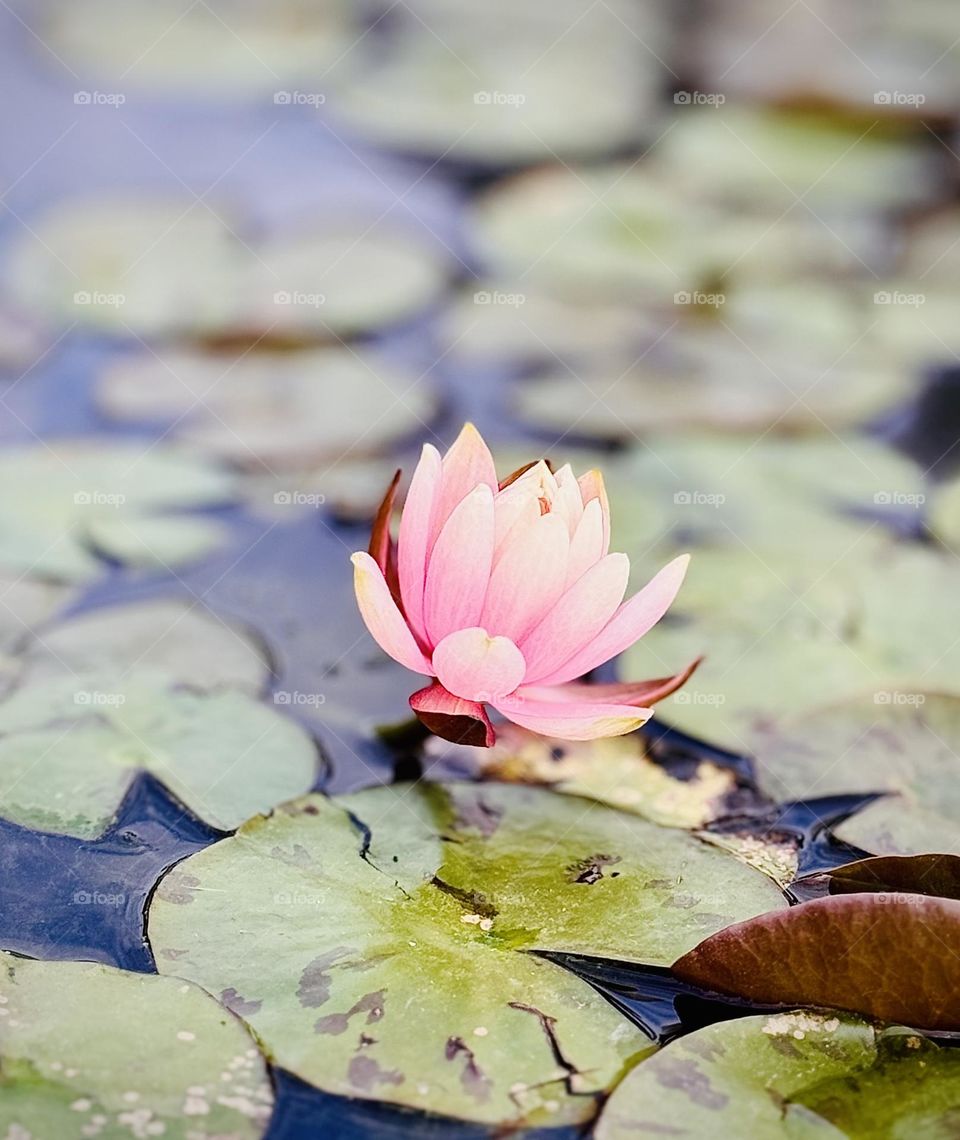 Water lily