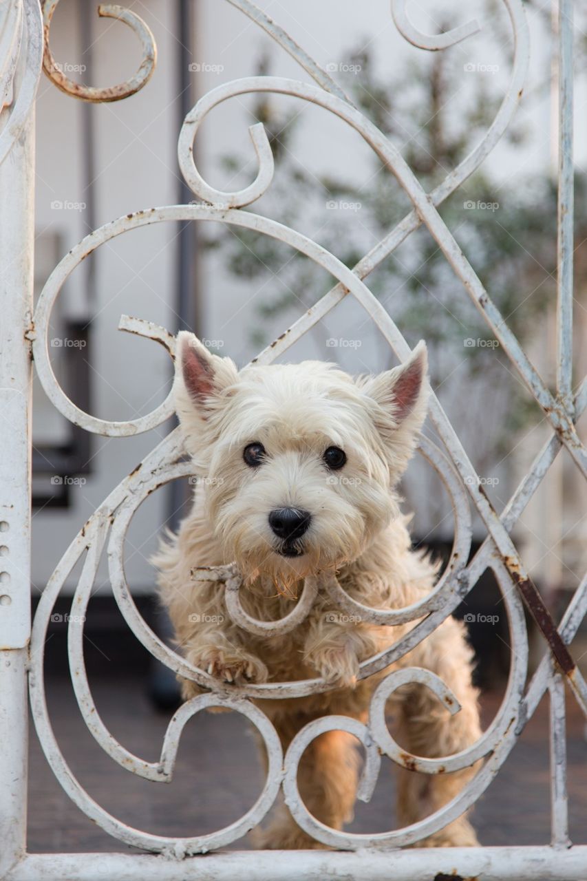 Close-up of puppy behind fence